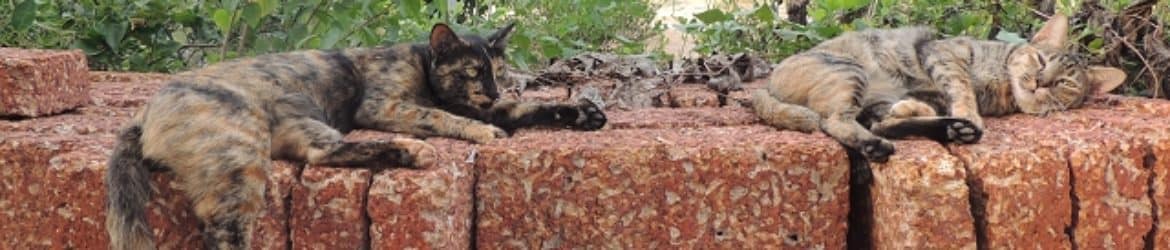 Landwirtschaft in Thailand