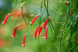 1662347_340364076104378_1770369333_n