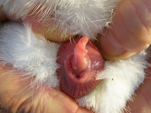 album_geschlechtsbestimmung_02-aa9e1a09