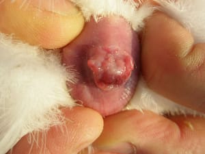 album_geschlechtsbestimmung_03-66c633e1