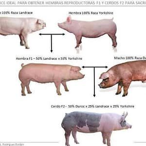 k-10941312_1406272299668484_8444485383872257109_n