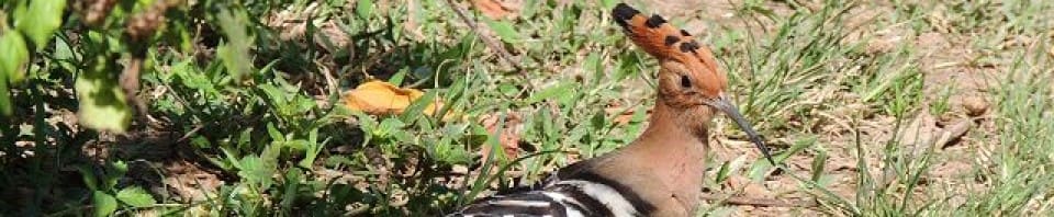 Landwirtschaft in Thailand